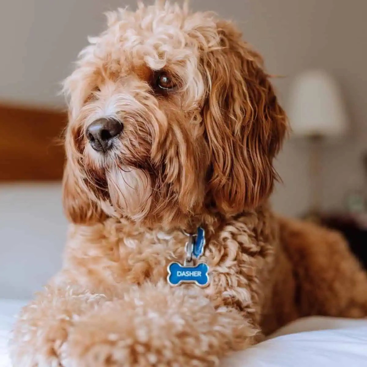 Can You Leave A Cavapoo Alone? [7 Tips] OodleLife®