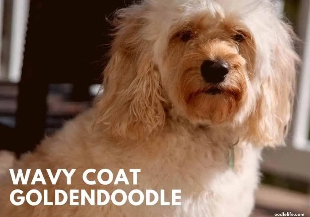 How To Groom A Goldendoodle? [5 Complete Steps] Oodle Life