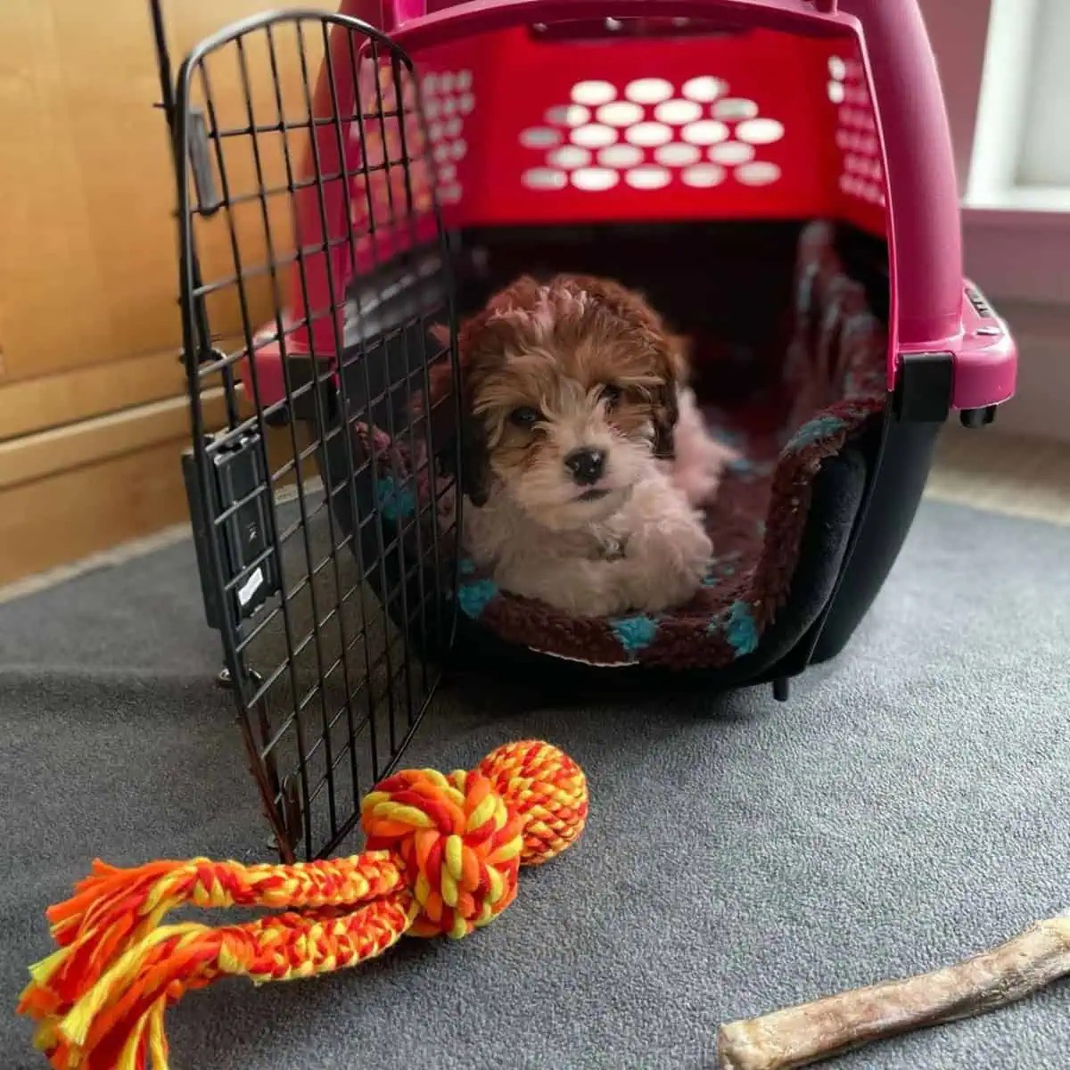 Can You Leave A Cavapoo Alone? [7 Tips] OodleLife®