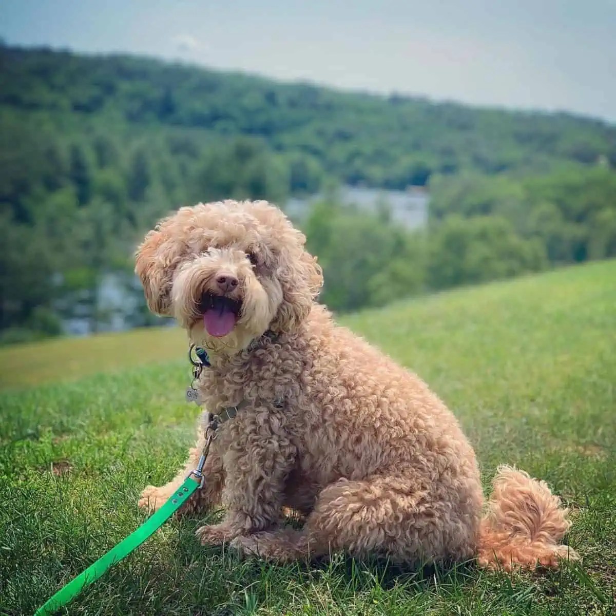 Why Does My Labradoodle Smell? Oodle Life