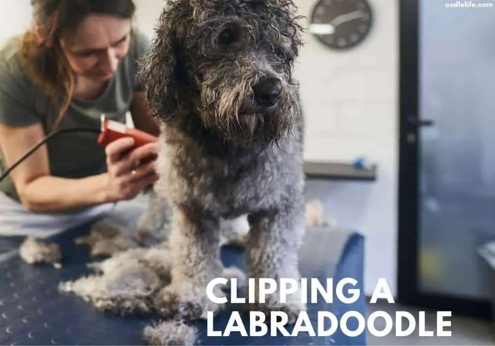Can We Use Human Hair Clippers On Dogs