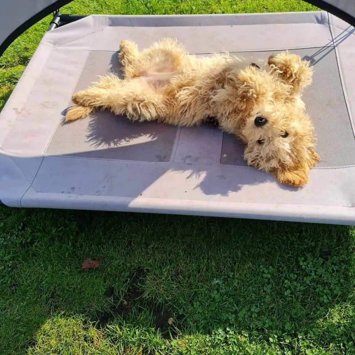 Why Does My Labradoodle Smell? Oodle Life