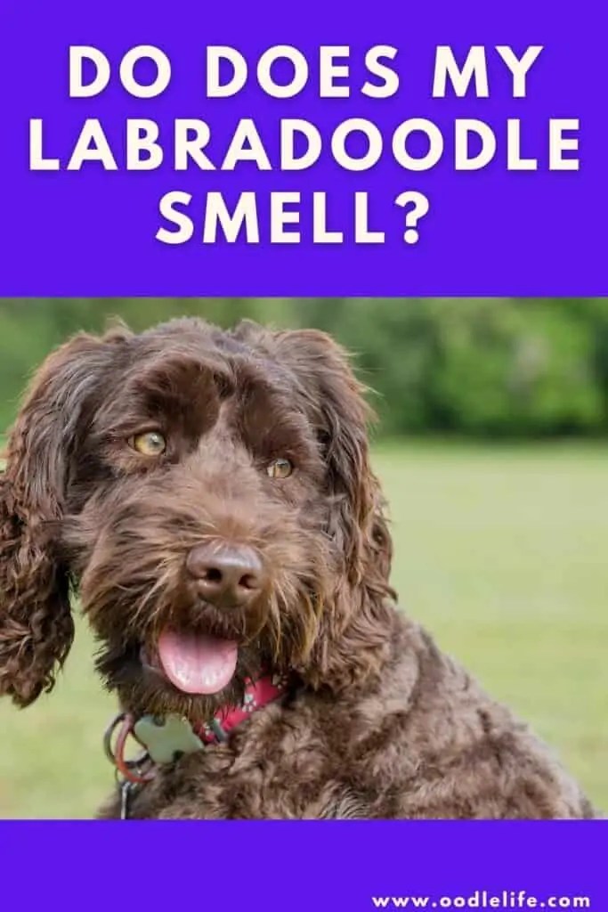 Why Does My Labradoodle Smell? Oodle Life