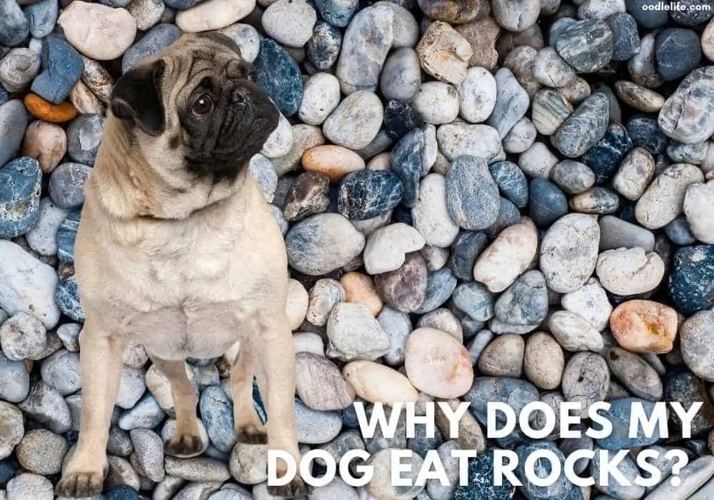 Why Does My Puppy Eat Rocks? [Dog Eating Rocks Behavior Explained
