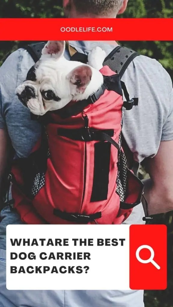 5 Best Dog Carrier Backpack Picks Oodle Life