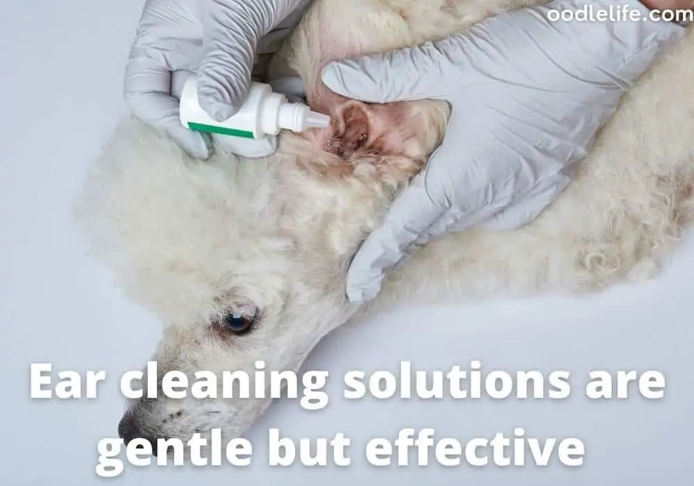 How To Clean Poodle Ears? [Step Guide] OodleLife®