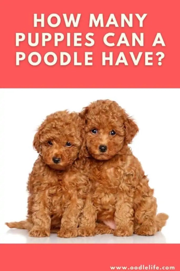 How Big Are Toy Poodle Puppies When Born