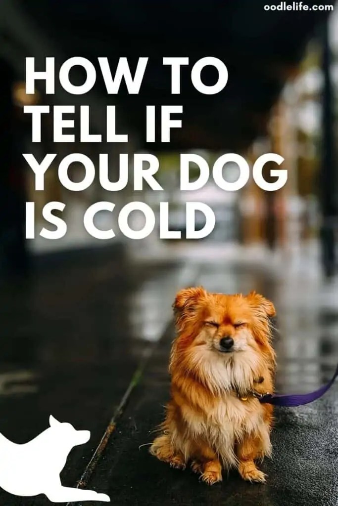 How Do I Know If My Dog Is Feeling Cold