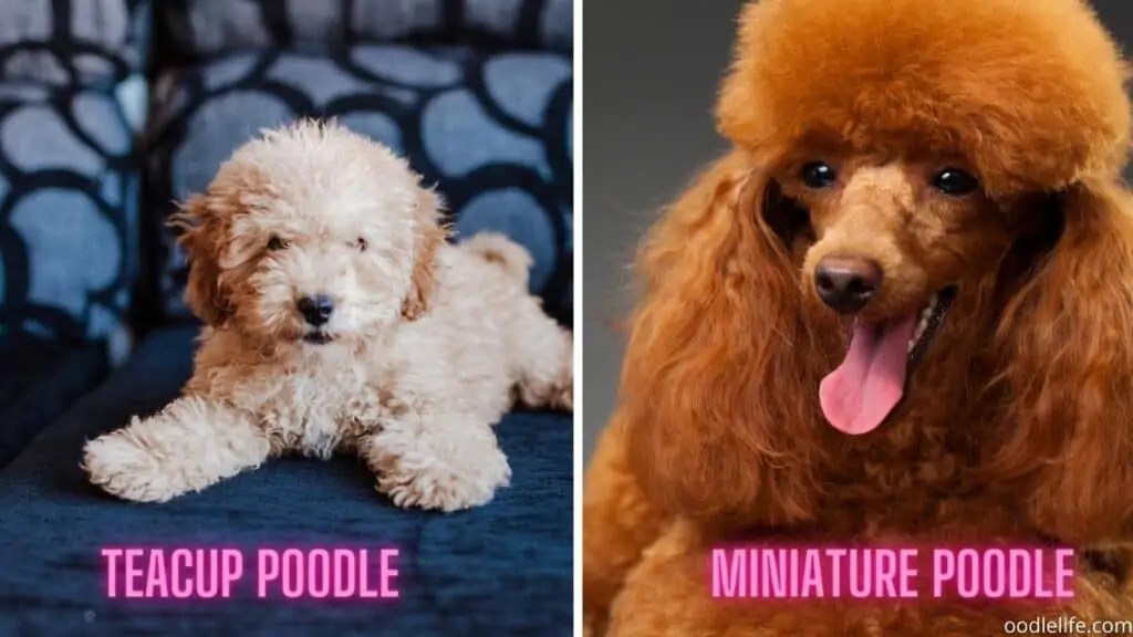 Are Male Or Female Toy Poodles Better