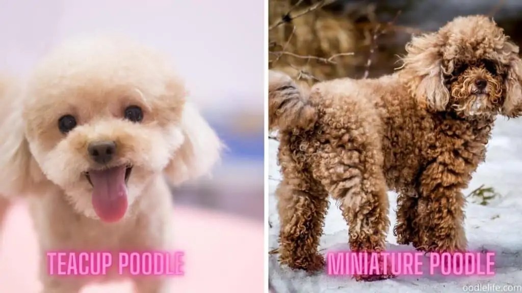 Teacup Poodle Vs Miniature Poodle [with Photos] Oodle Life