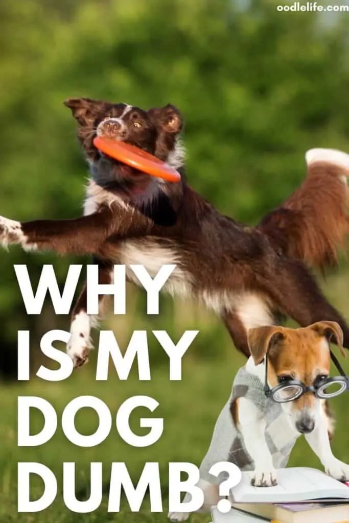 Why Is My Dog Dumb? [How To Test In 4 Steps] Oodle Life