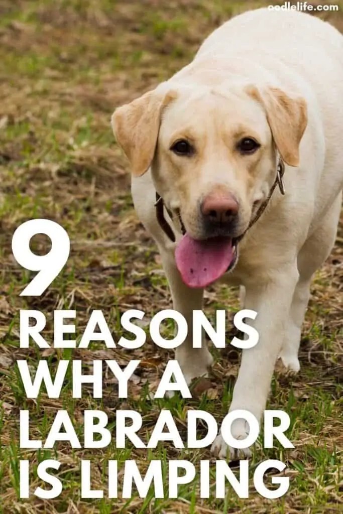 Why Is My Labrador Limping? 9 Common Reasons And When To Worry OodleLife®