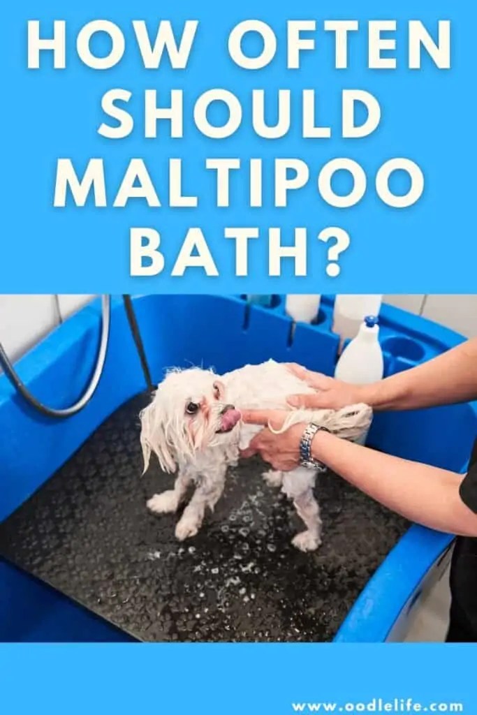 How Often To Bathe A Maltipoo [Maltipoo Bath Tips] Oodle Life