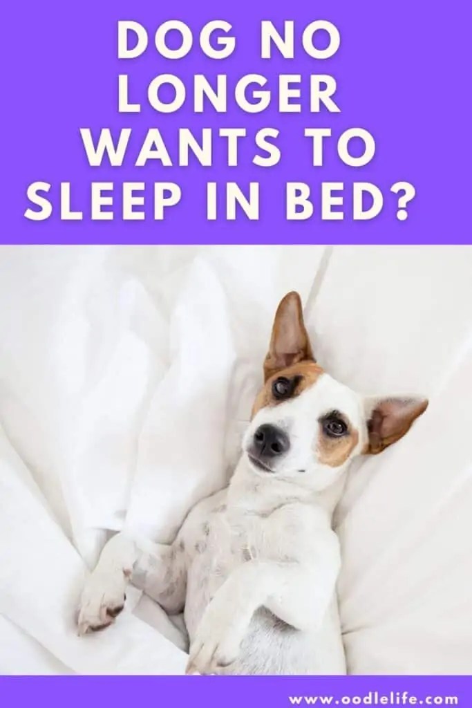 Why Does My Dog Not Want To Sleep With Me Anymore? Oodle Life