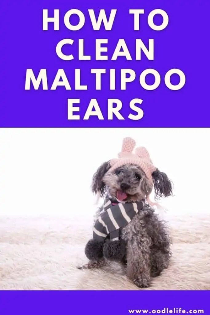 How To Clean Maltipoo Ears Oodle Life