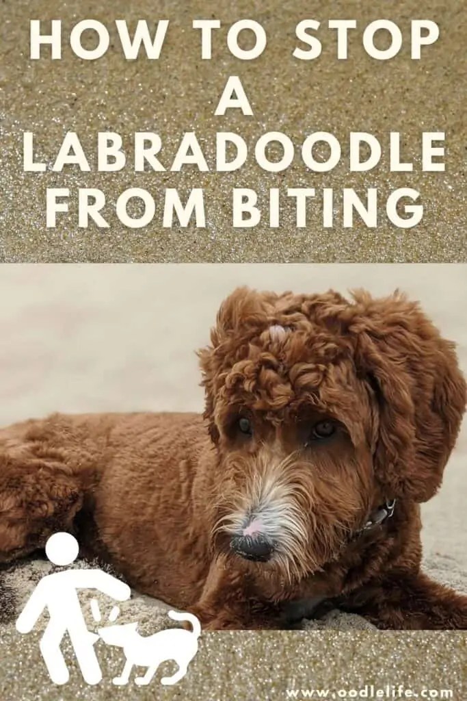 How To Stop A Labradoodle From Biting? Oodle Life