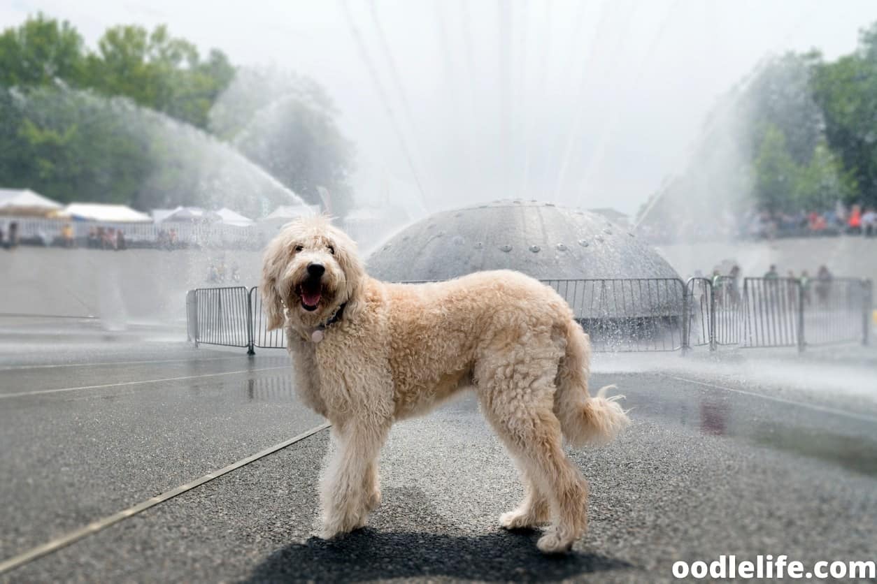 How To Stop A Labradoodle From Biting? Oodle Life