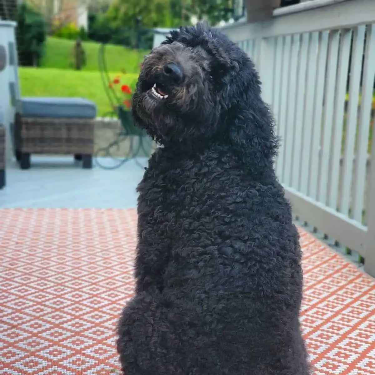 How To Stop A Labradoodle From Biting? Oodle Life