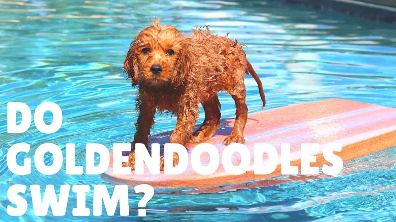 What Temp Is Too Cold For Dogs To Swim