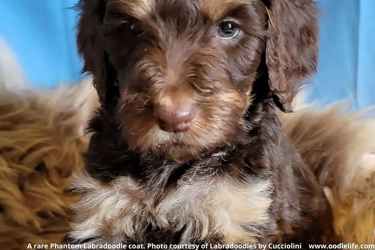 Are Chocolate Labradoodles Rare? Do Their Coats Change? OodleLife®