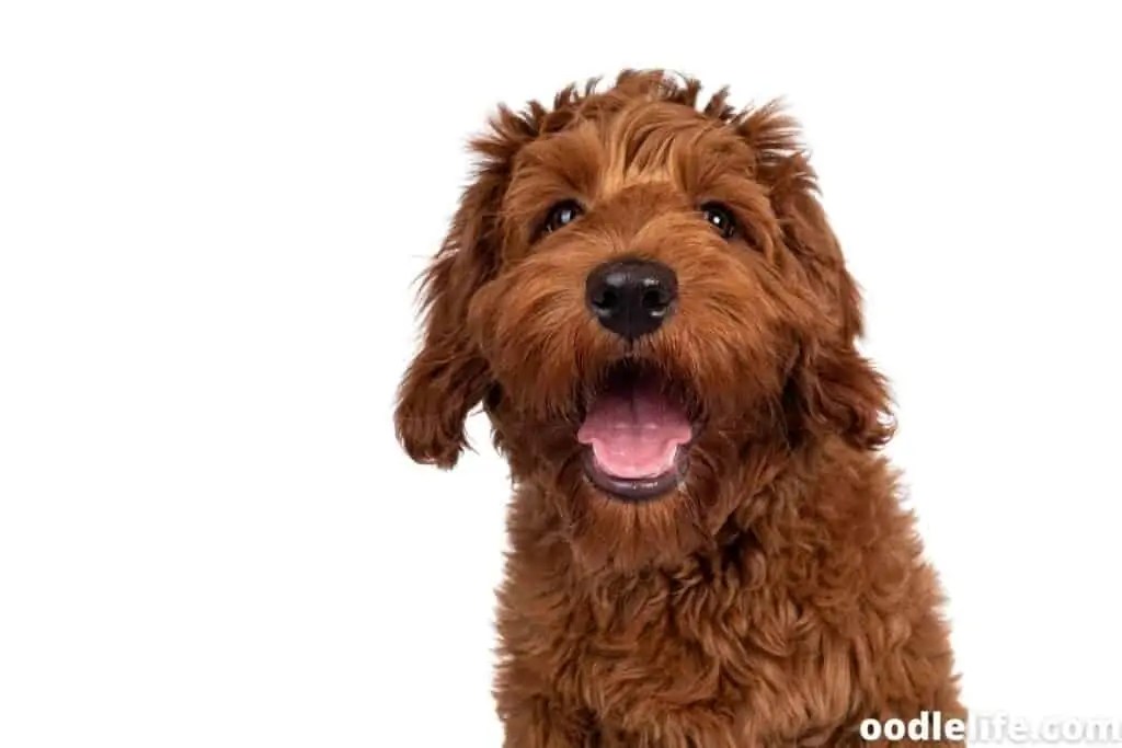 Will My Labradoodle Puppy Coat Change