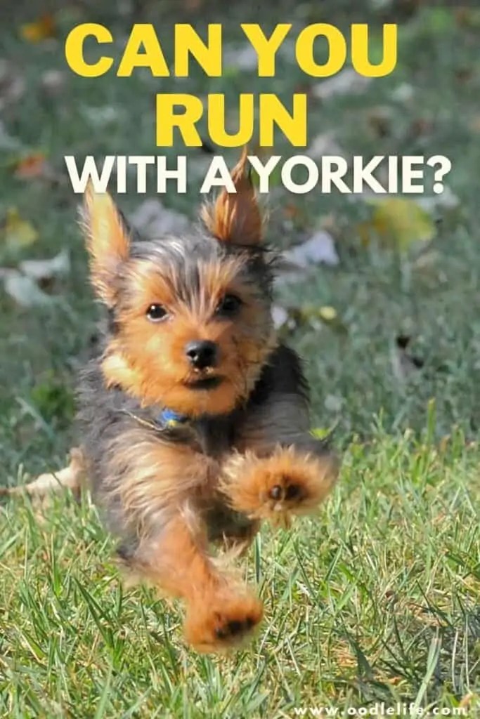Do Yorkies Like To Play Fetch