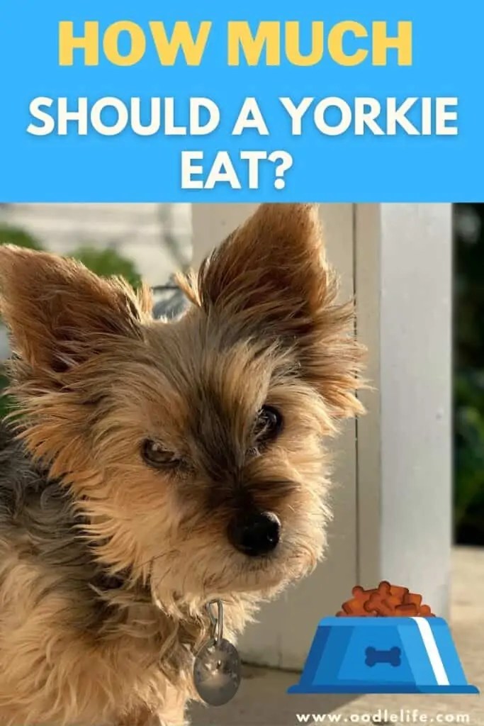 Why Do Yorkies Stop Eating