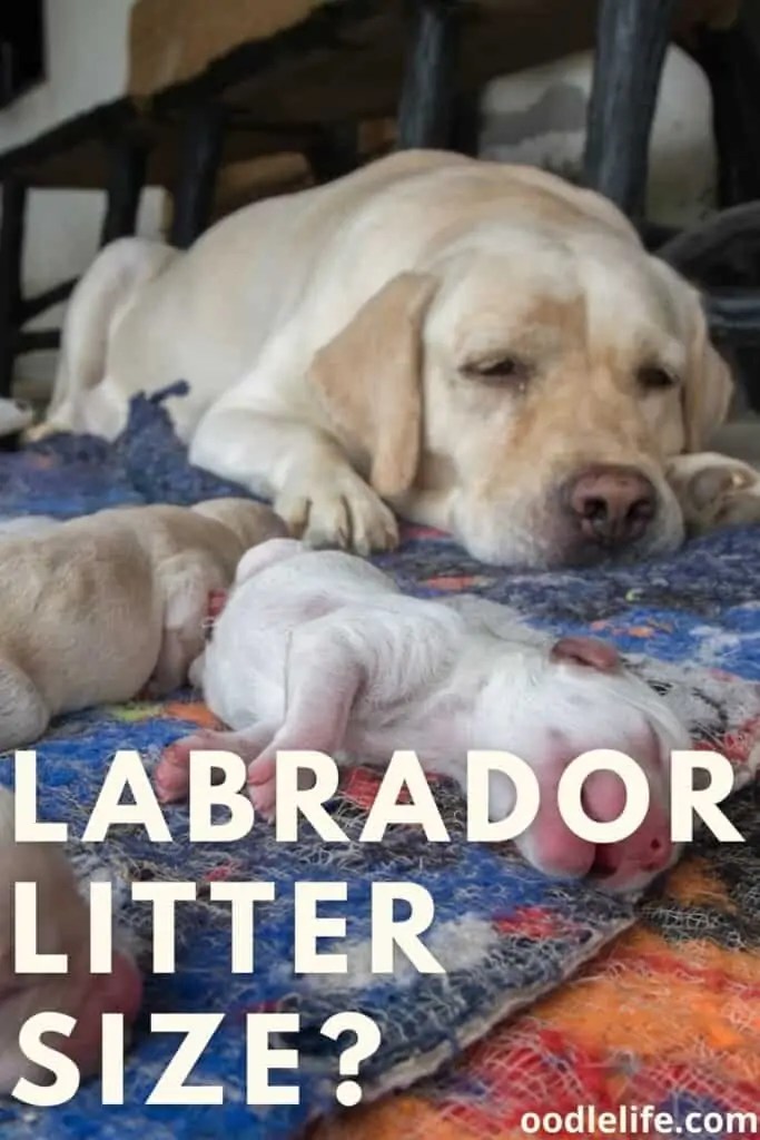 Labrador Litter Size [How Many Puppies Do Labs Have?] OodleLife®