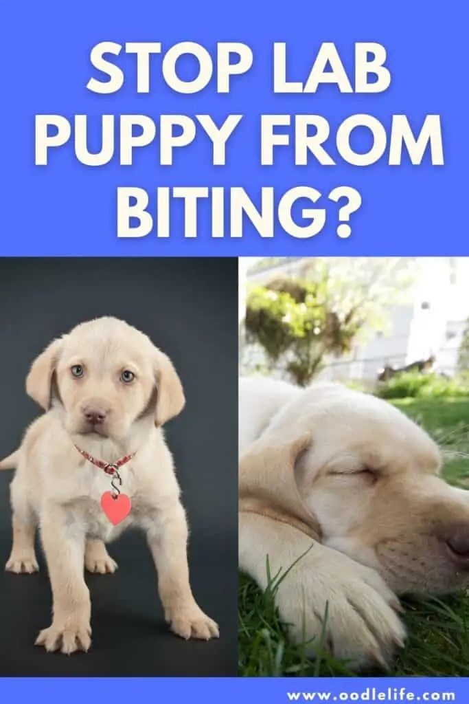 How To Stop A Lab Puppy From Biting? [guide] Oodle Life