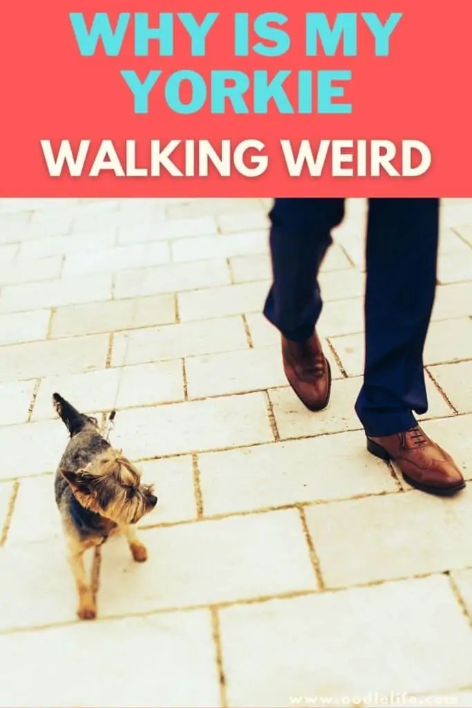 Why Is My Yorkie Acting Strange [Walking Weird?] Oodle Life