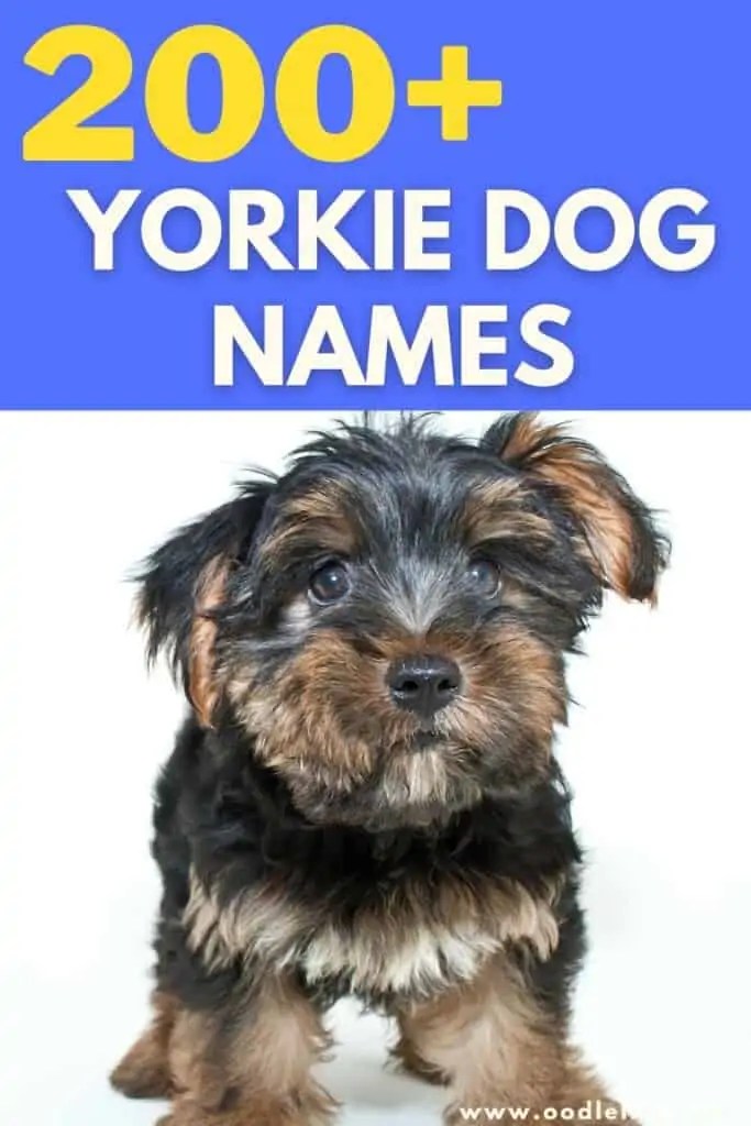 201 Best Yorkie Names (Male And Female) Oodle Life
