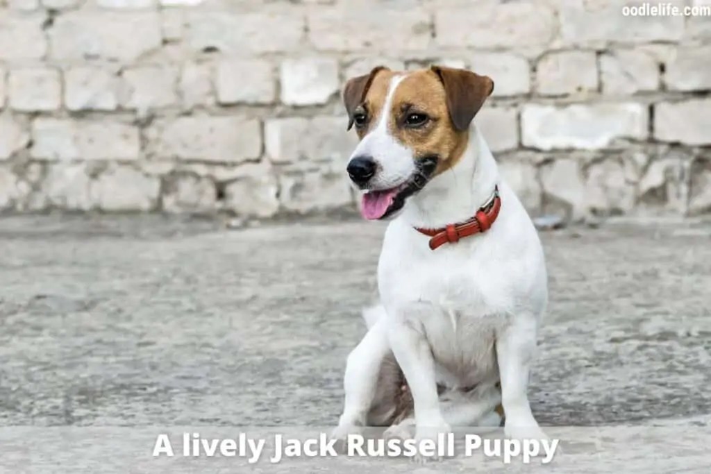 How Much Does A Russell Terrier Cost? (2024 Jack Russell Terrier Price