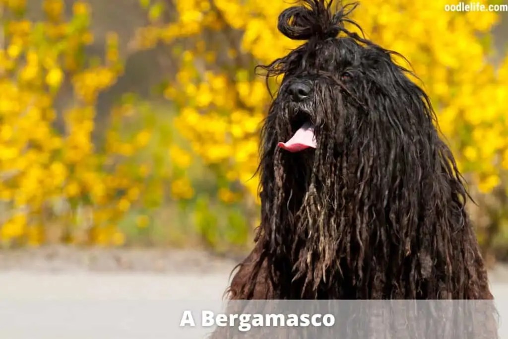 A Dog That Looks Like A Mop
