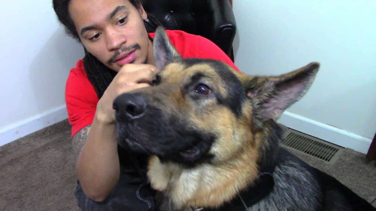 How To Wash A German Shepherd Puppy