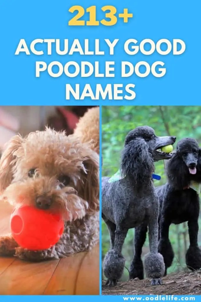 213 Best Poodle Names (Actually Good) Oodle Life