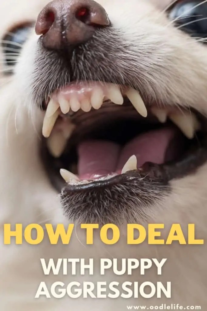 How To Stop Puppy Aggression OodleLife®