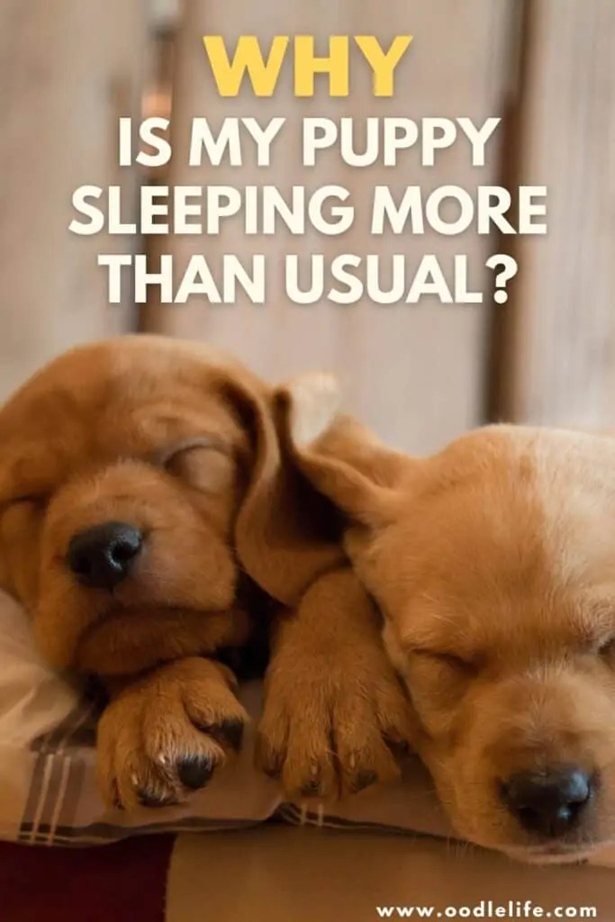 Why Is My 4 Month Old Puppy Sleeping So Much