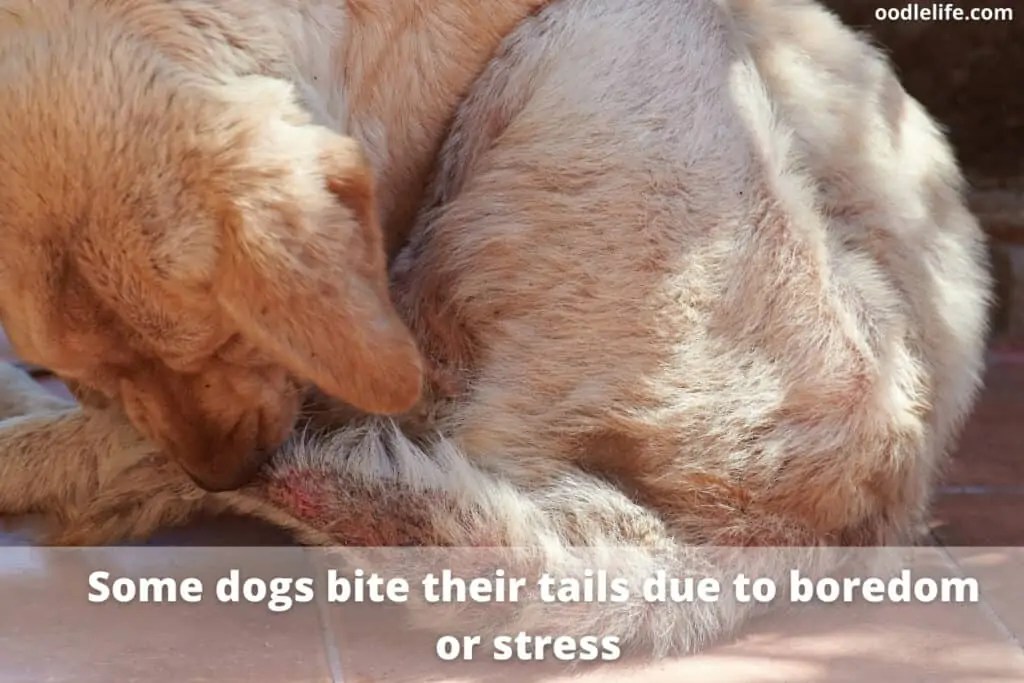 Why Is My Dog Biting His Tail? Oodle Life
