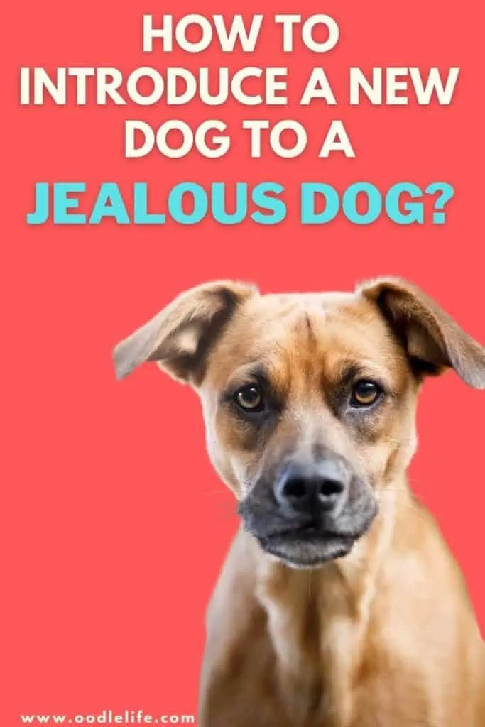 Can Dogs Get Jealous Of Each Other