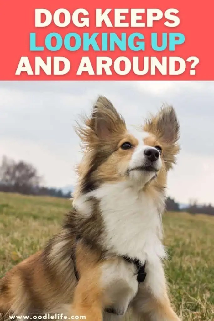 Why Does My Dog Snap At Air