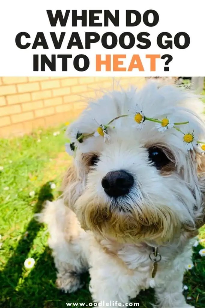 What Month Do Dogs Go Into Heat