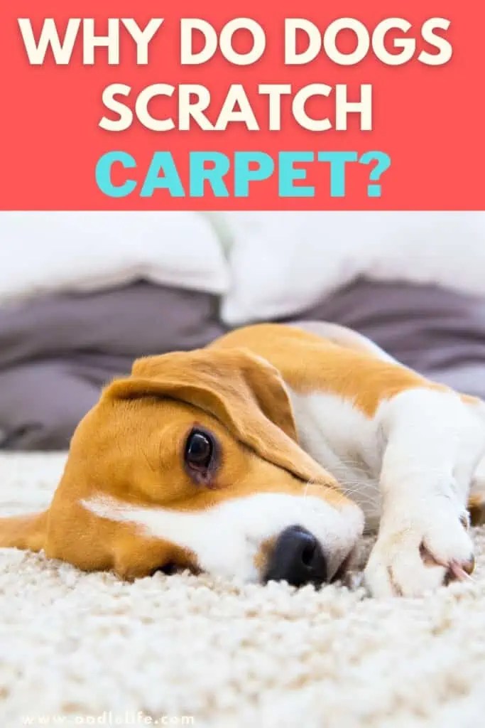 Why Do Dogs Scratch The Carpet? [7 Reasons] OodleLife®
