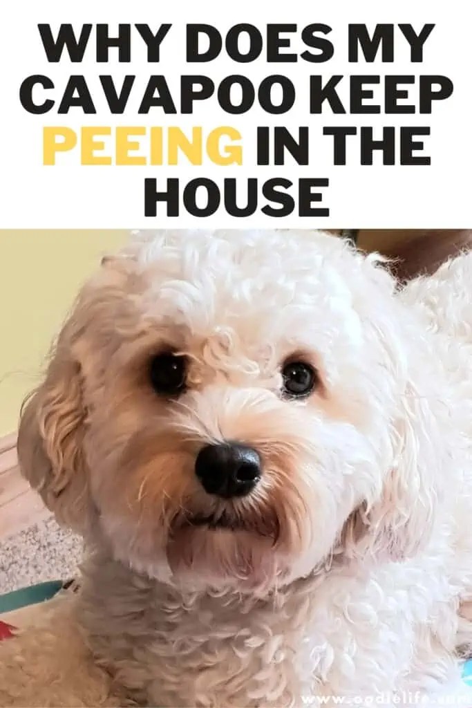 Why Does My Cavapoo Keep Peeing In The House? Oodle Life