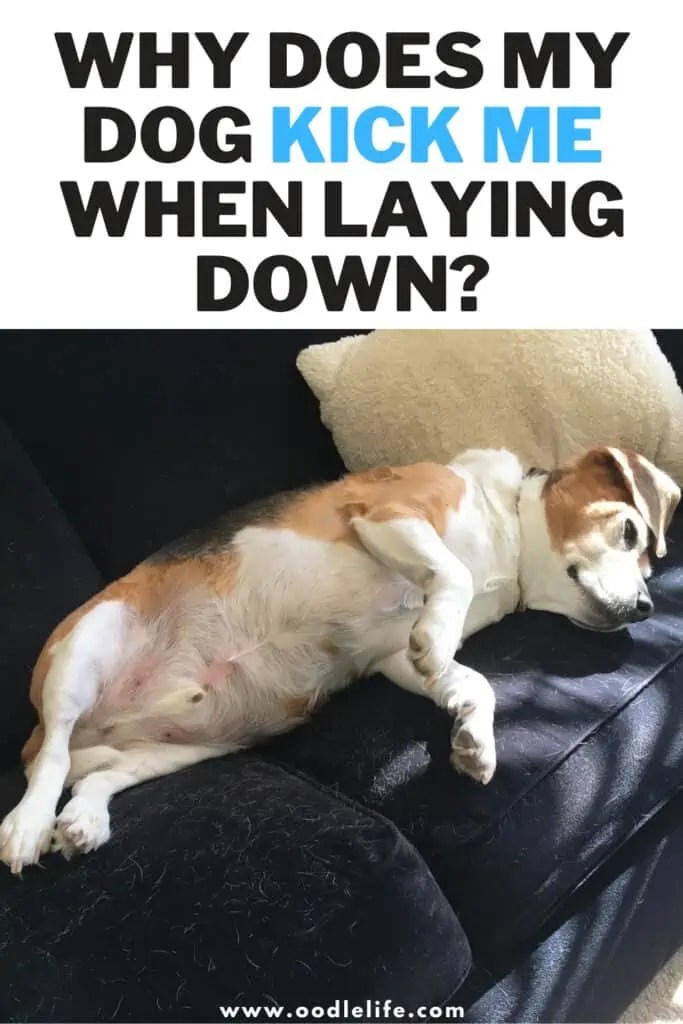 Why Do Dogs Moan When Lying Down