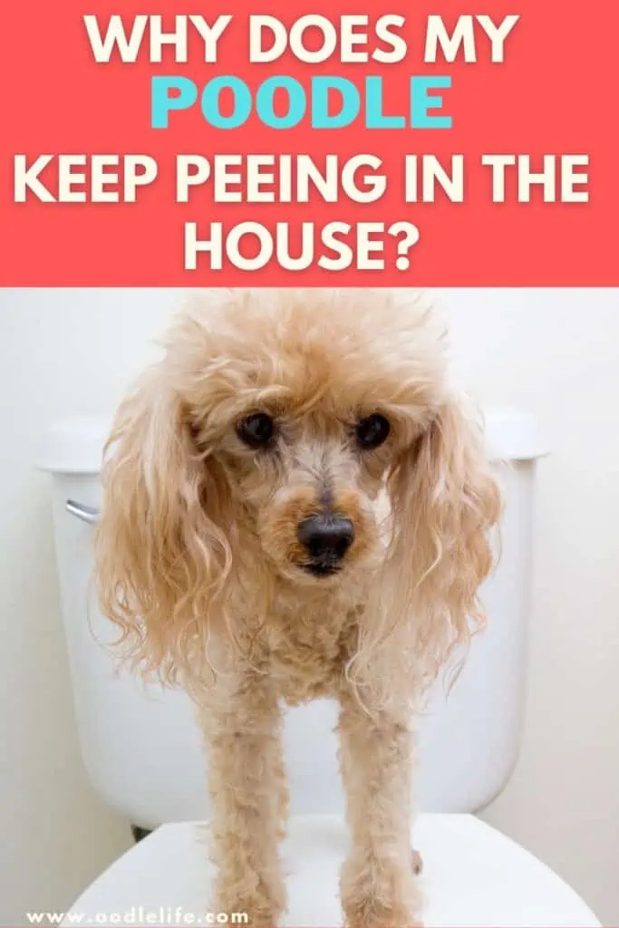 Why Does My Poodle Keep Peeing In The House? Oodle Life