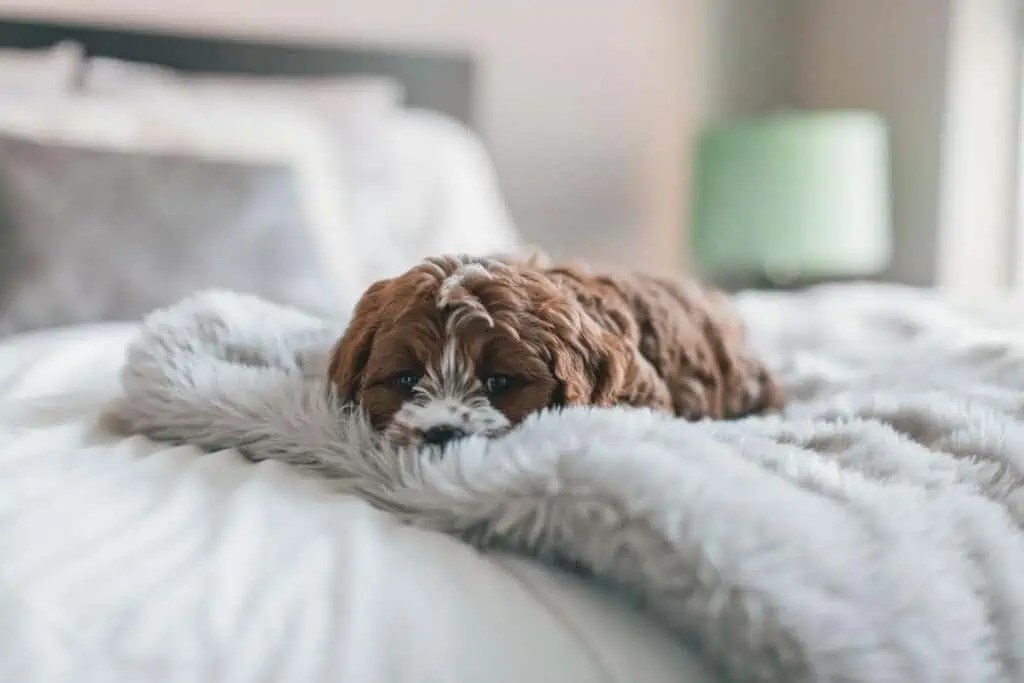 Why Does My Dog LICK My Bed Sheets? [Explained] Oodle Life