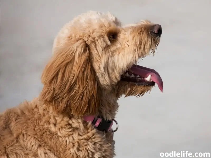 Why Is My Dog Opening And Closing Mouth Repeatedly? (Reasons) Oodle Life