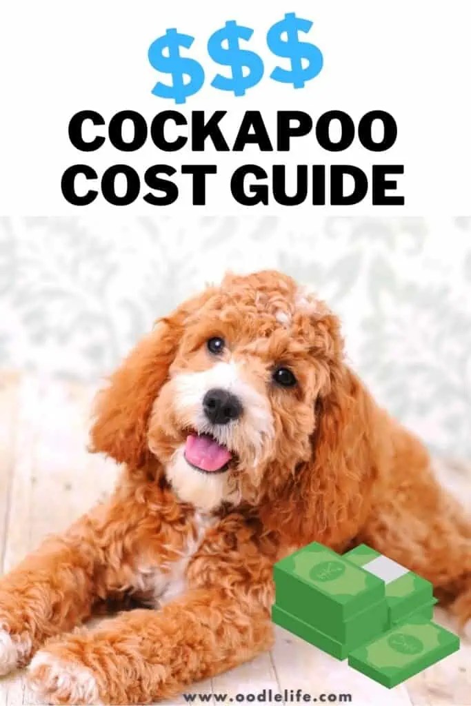 How Much Does A Cockapoo Cost? 2024 Oodle Life