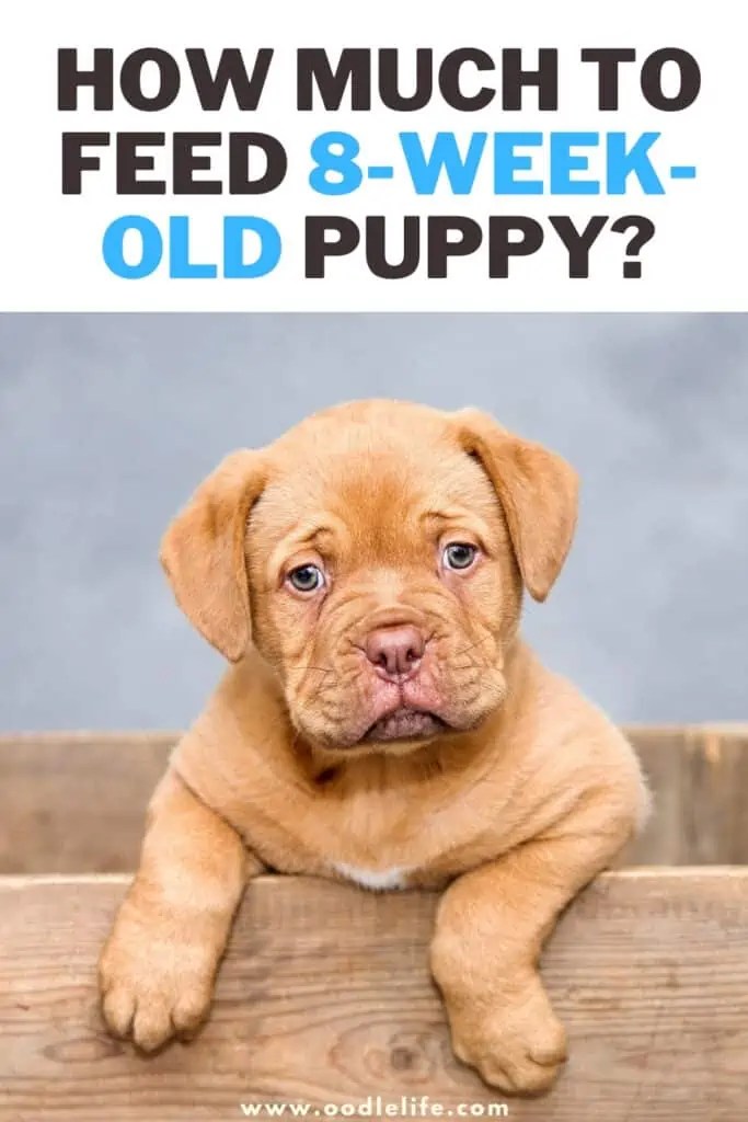 Can I Take My 8 Week Old Puppy For A Walk