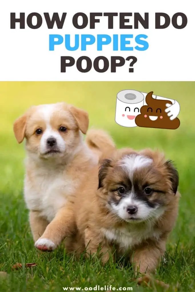 How Often Do Puppies Poop? [What Is Normal?] Oodle Life